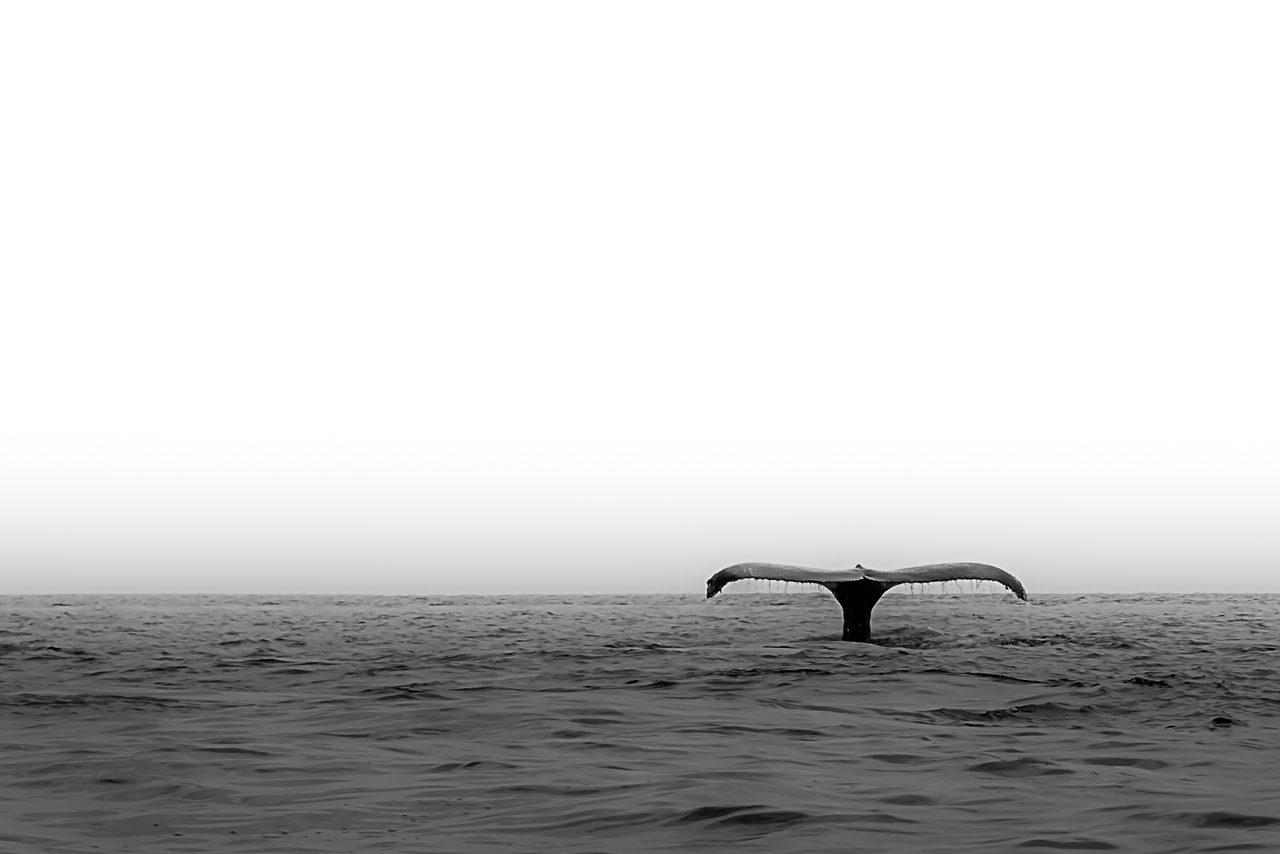 The Humpback Whale